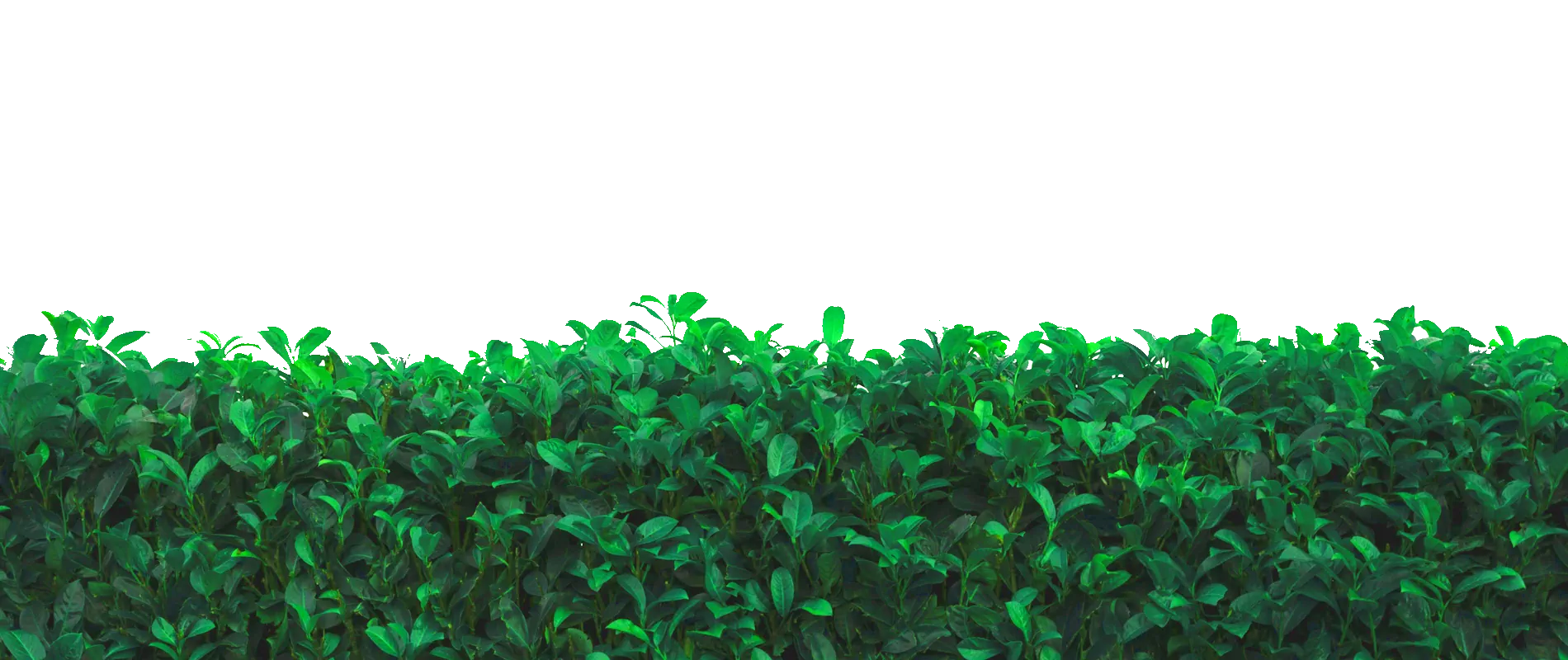 hecke hintergrund
