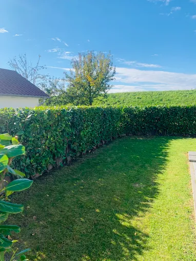 hecke-frisch.geschnitten Hintergrund Buchsbaum