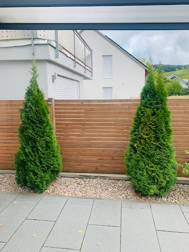 zaun-holzplatten-und-buchsbaeume Logo Gartenoase WebP