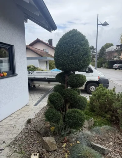 buchsbaeume