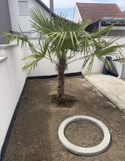 palme pflanzen